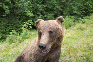 Fototapeta premium Portrait of a bear bear against the background of a wild forest.