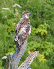 Immature Bald Eagle at McNeil River in Alaska