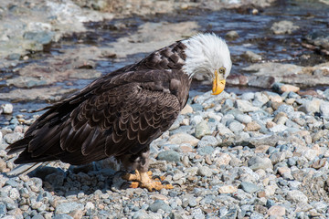 Bald Eagle at McNeil River in Alaska