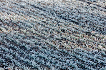 rows of wheat sprouts covered with frozen frost, Poland