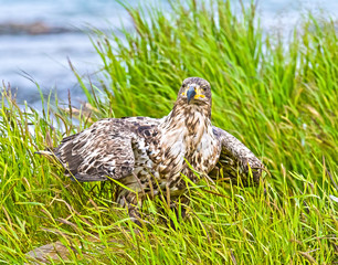 Immature Bald Eagle at McNeil River in Alaska