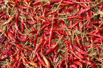 Fototapeta premium 唐辛子 複数 一面