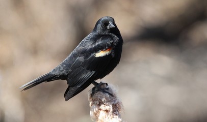 red wing blackbird on feeder