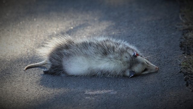 possum road kill