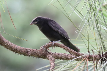 crow on branch