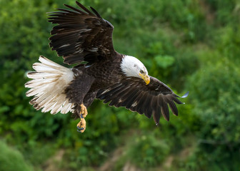 Bald Eagle at McNeil River in Alaska