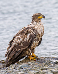 Immature Bald Eagle at McNeil River in Alaska