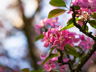 Pink flowers of blooming tree in spring