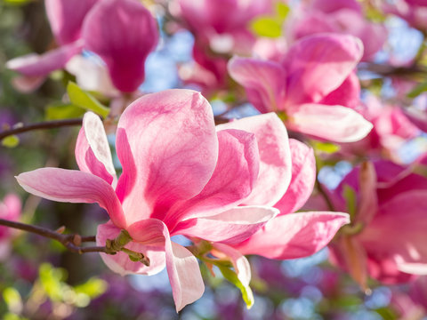 Detail of blooming magnolia tree in spring