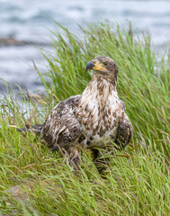 Immature Bald Eagle at McNeil River in Alaska