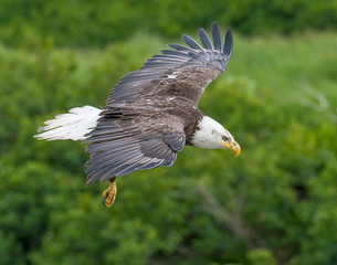 Bald Eagle at McNeil River in Alaska