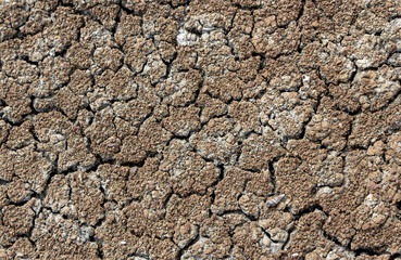 The mud dry the sea near the ocean in the tropics.