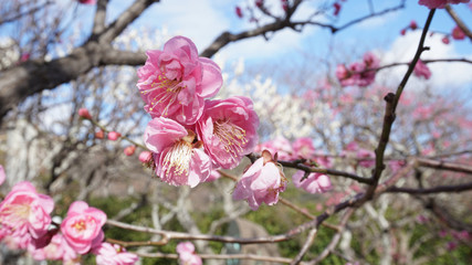 美しい梅の花に魅せられて！