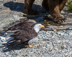 Bald Eagle with Brown Bear in the background at McNeil River 