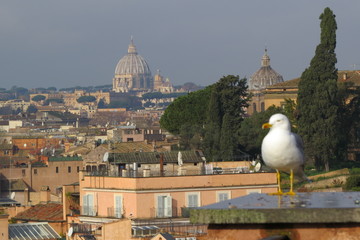 GAVIOTA