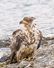 Immature Bald Eagle at McNeil River
