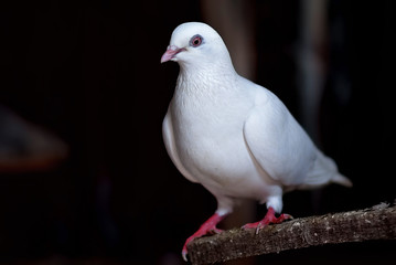 White pigeon sit on wooden crossbeam close up