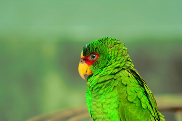 A beautiful parrot posing for a photo.