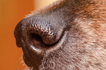 Nose of a beautiful German shepherd close-up, macro