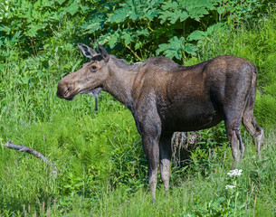 Naklejka premium Alaskan Cow Moose 