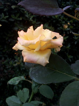 Pictures of roses that are blooming