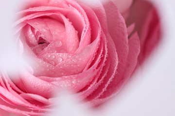 Fototapeta na wymiar Beautiful spring ranunculus flower as background