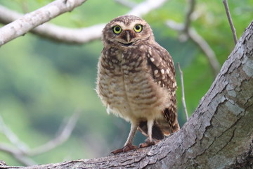 Naklejka premium owl perched on branch