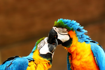 Closeup photo of macaw. Portrait of bird. Wild life photography. 