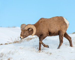 Bighorn Sheep in the Badlands during winter