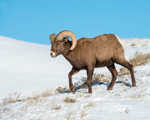 Bighorn Sheep in the Badlands during winter