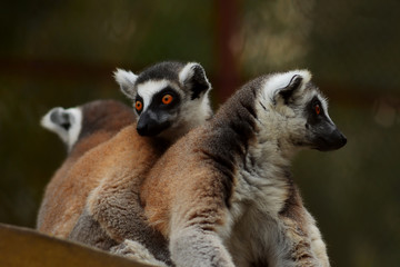 The ring-tailed lemur (Lemur catta)