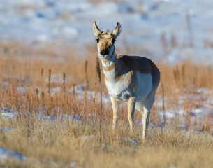 Pronghorn in the snow