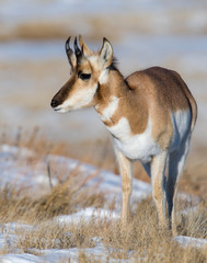 Pronghorn in the snow