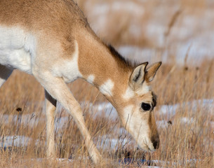 Pronghorn in the snow