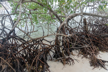 manglar con arena y piedras