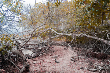 manglar con arena y piedras