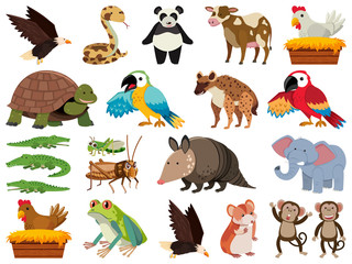 Obraz premium Set of isolated objects theme wild animals