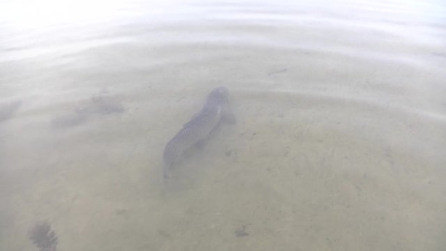 Fish Carp, video clip, swimming carp , in one video footage.The process of stocking carp of natural and artificial reservoirs. Many fish are released into the water. Video footage.