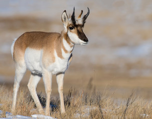 Pronghorn in the snow