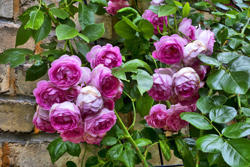 Old English Roses with brick wall in the background