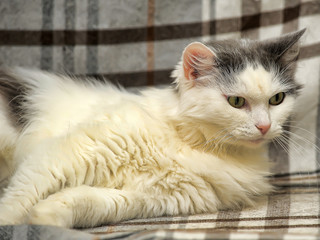 white and gray cat