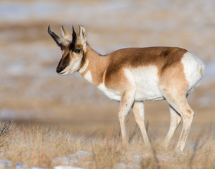 Pronghorn in the snow