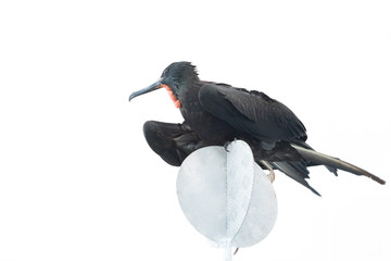 Frigatebird laying on a perch and observing. White sky background. Galapagos