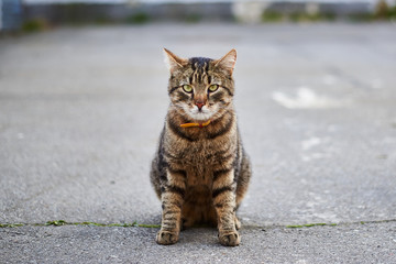 Street tabby cat sits on the street on the pavement.