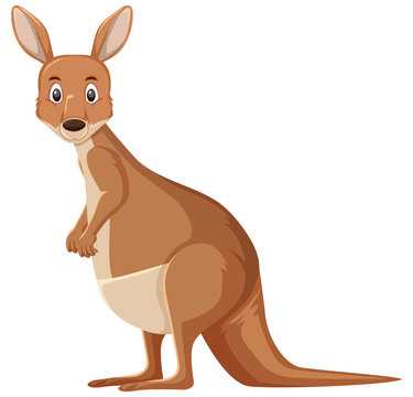 Cute kangaroo standing on white background