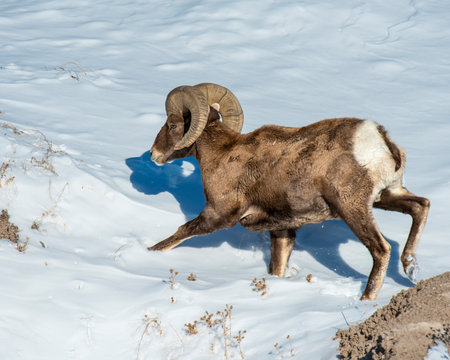 Bighorn Sheep In The Badlands During Winter