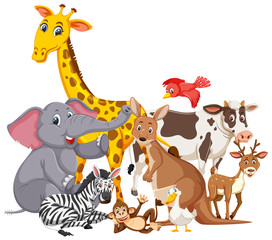 Different types of wild animals on white background