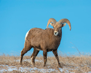 Bighorn Sheep in the Badlands