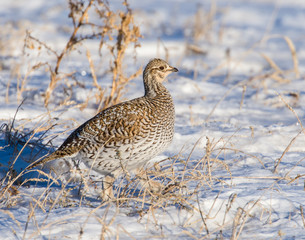 Sharp-tailed Grouse in the snow