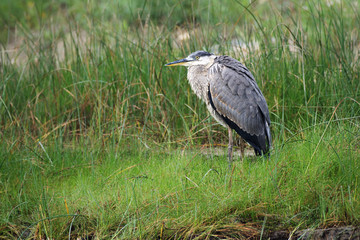A Great Blue Heron stood on the shores of the Athabasca River